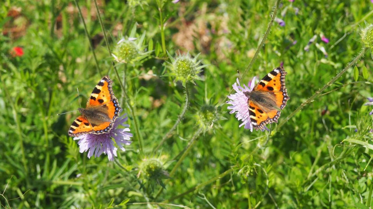 Urlaub Im Naturgarten Bergneustadt Buitenkant foto